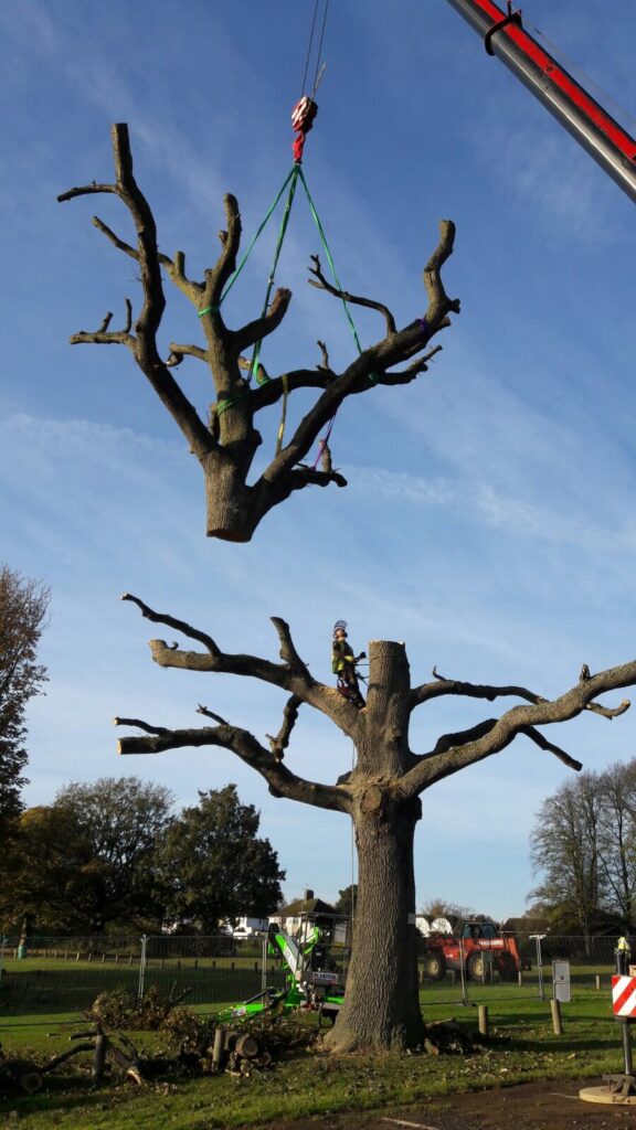 Crane Hire at Wicksteed Park Kettering to remove tree